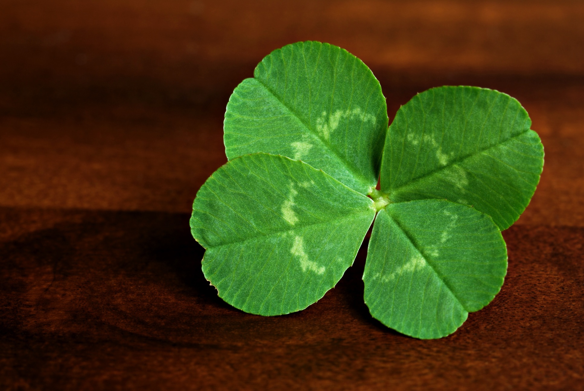 A four-leaf clover is easier to find than you think. You just need to be prepared.