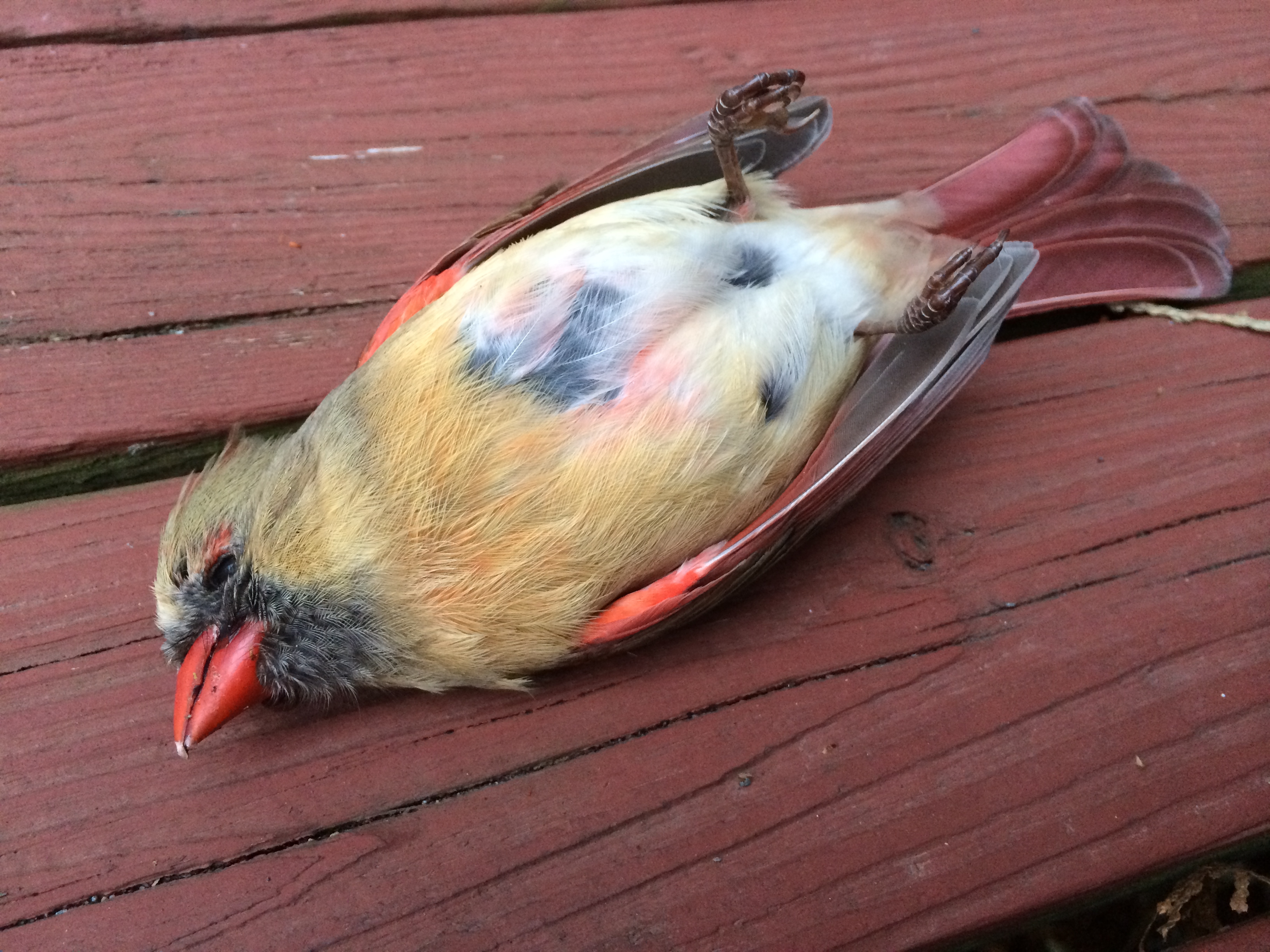She lies dead on my back deck. This pretty female cardinal. Perhaps a sign of things to come. But, what?