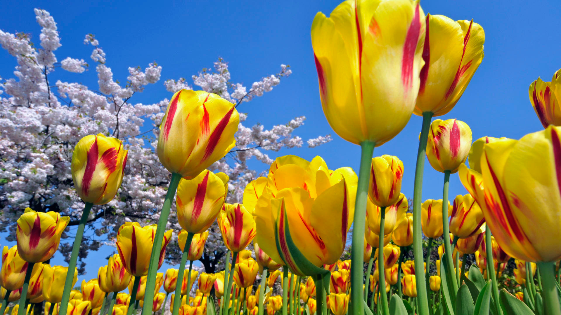 yellow_red_tulips_1920x1080
